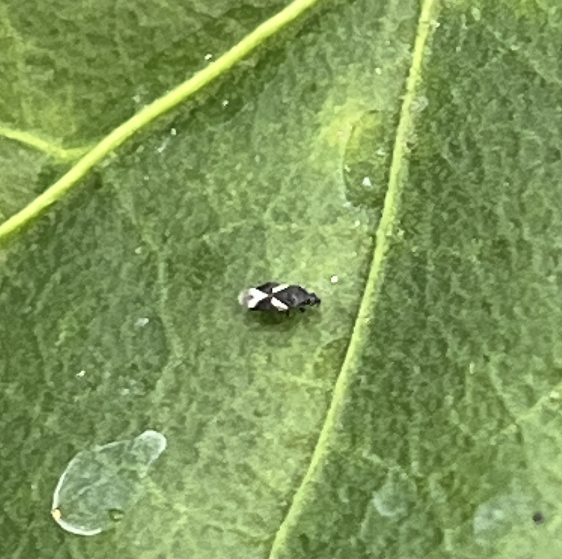 Minute pirate bug, a small black insect with white markings on its back, standing on a green leaf.
