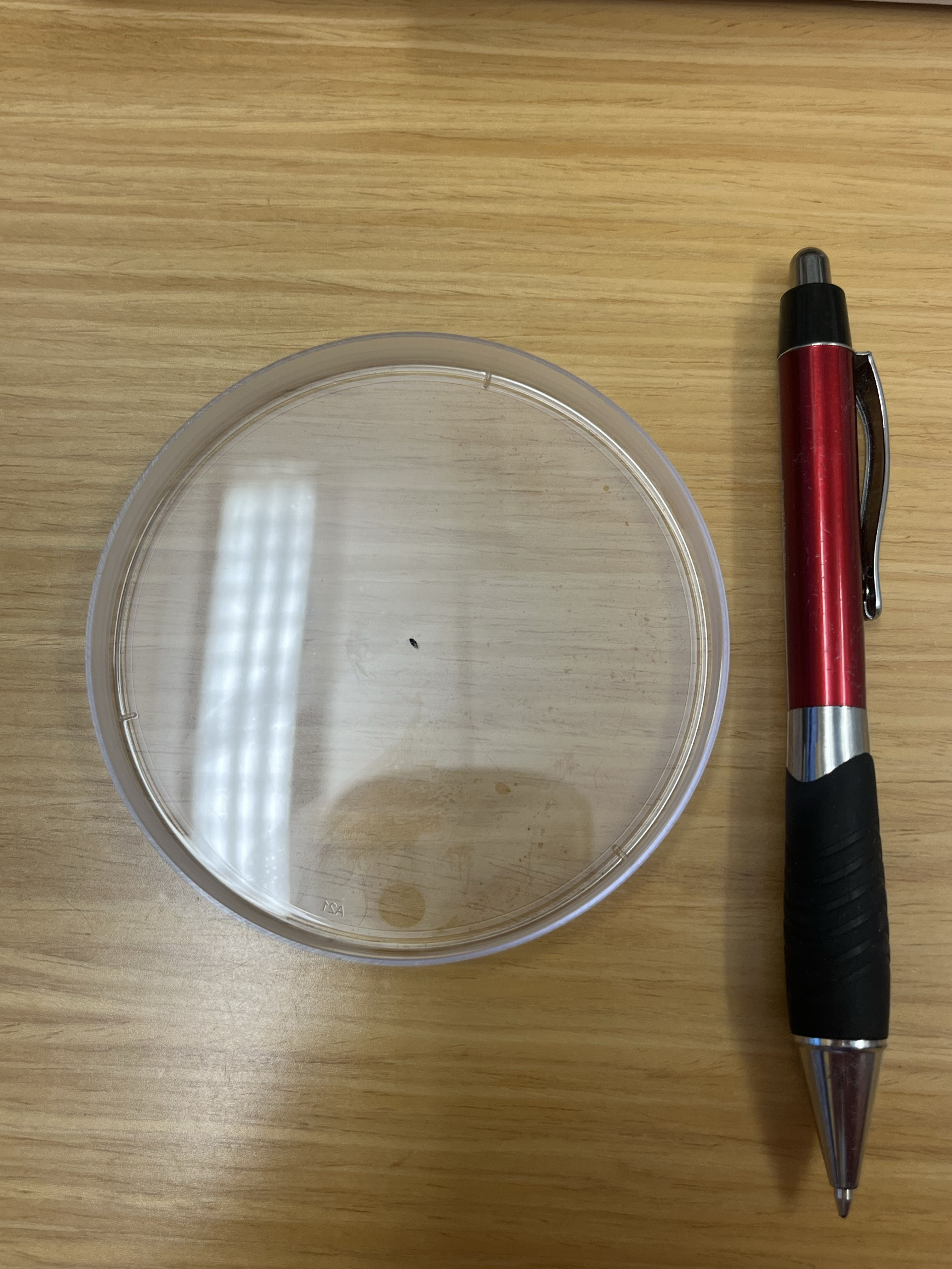 Clear plastic petri dish with a minute pirate bug demonstrating its diminutive shape, lying on a wooden tabletop next to a red-and-black pen for size reference.