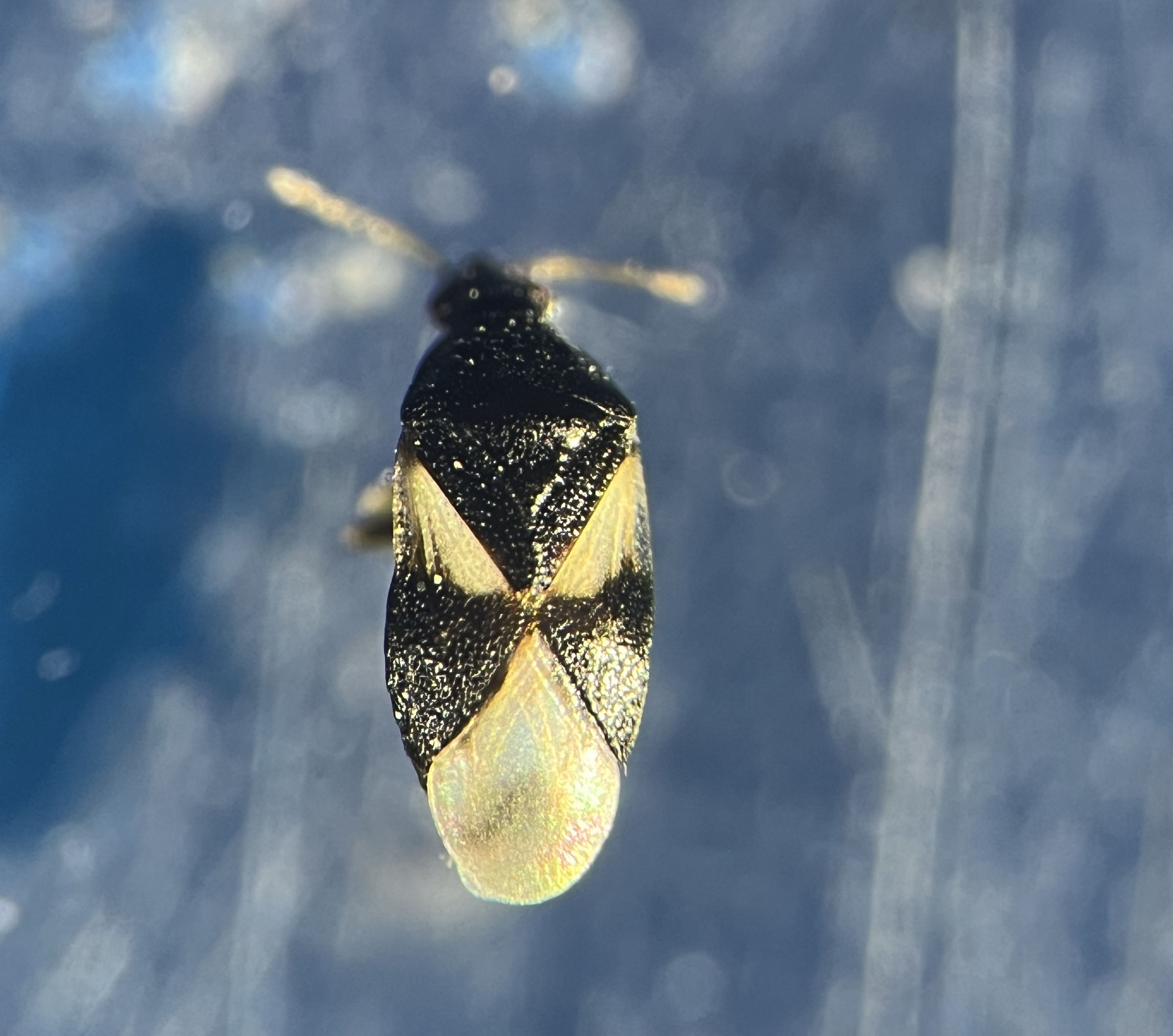 Macro close-up of a small black-and-tan insect with an X-shaped pattern on its back (minute pirate bug) against a blurred blue background.