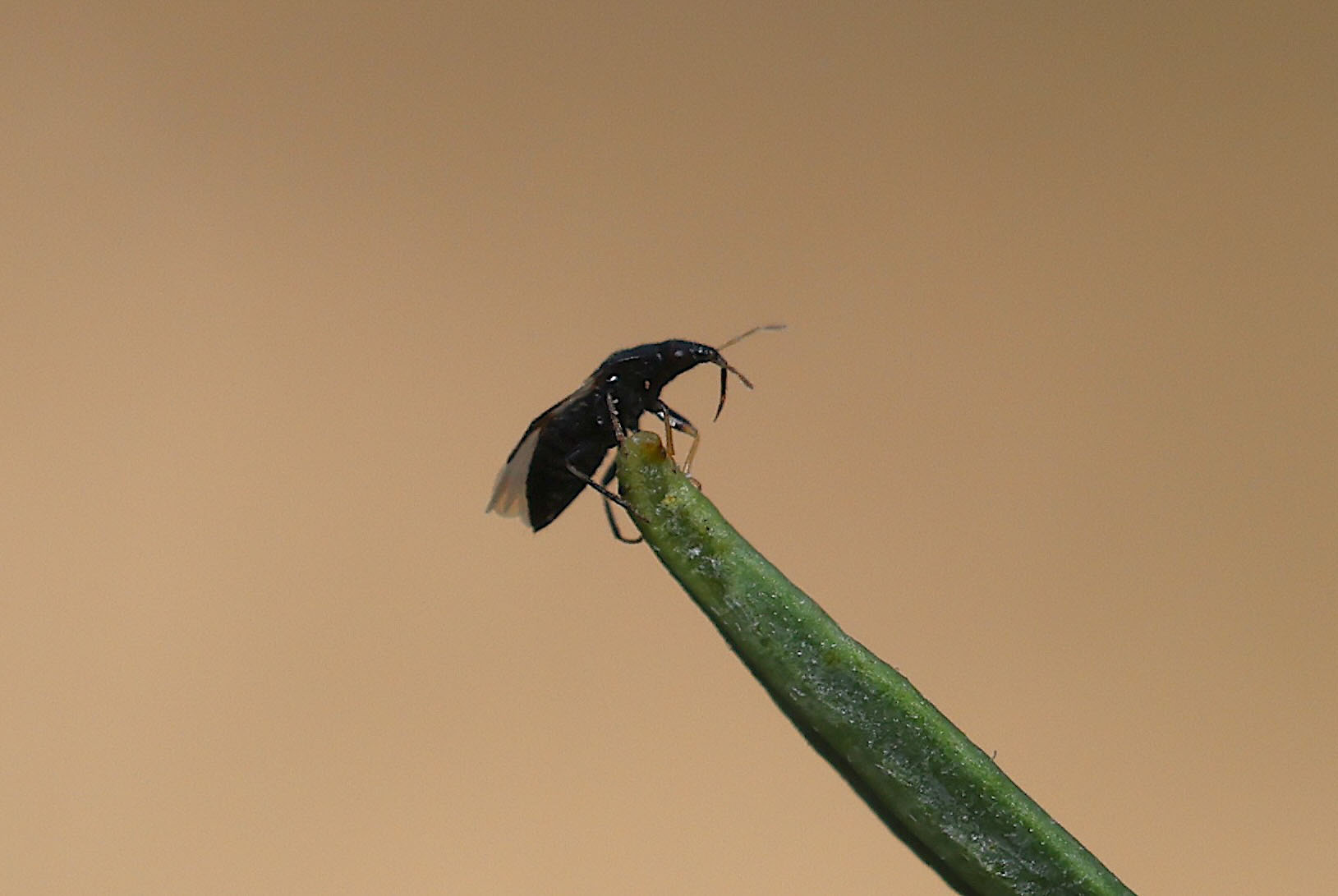 Close-up of a small black insect perched on the tip of a green plant stem against a blurred tan background.