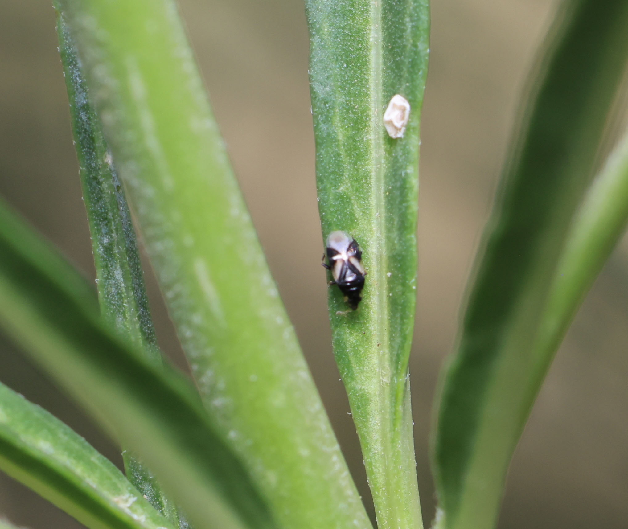 Close-up of a small black insect on a green plant stem, with a pale bump on the stem above it.