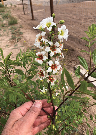 Close-up of flowering yellowhorn with white blossoms and green leaves, being held in a person's hand.