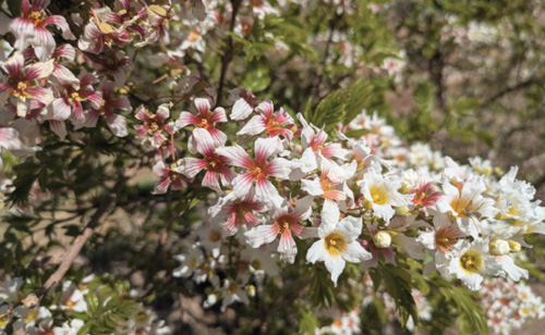 A close-up of blooming flowers featuring a mix of pink and white petals with yellow centers.