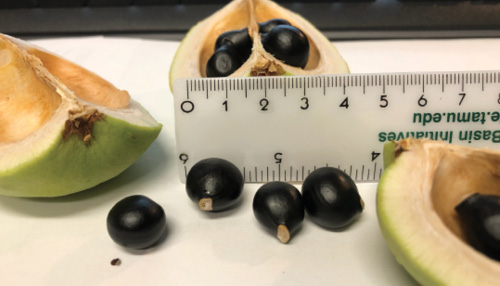 Close-up of opened fruit revealing black seeds, with a ruler for scale.