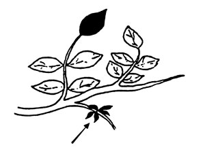 Illustration of apple leaf collection.
