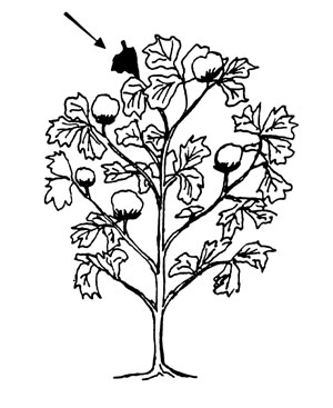 Illustration of cotton leaf collection.