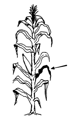 Illustration of corn leaf collection.