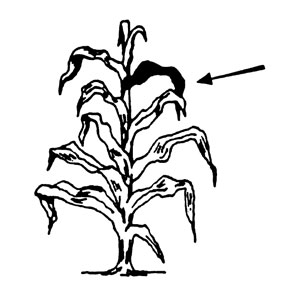 Illustration of corn before tasseling.