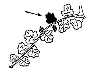 Illustration of grape leaf collection.