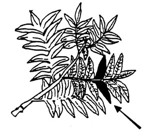 Illustration of pecan leaf collection.