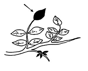 Illustration of pistachio leaf collection.