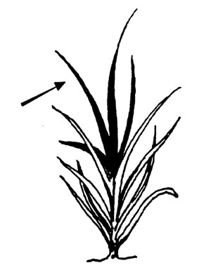 Illustration of small grains leaf collection.
