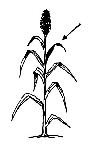 Illustration of sorghum leaf collection.