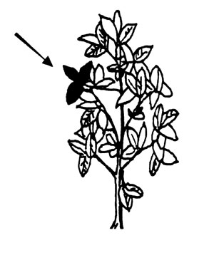 Illustration of soybean leaf collection.
