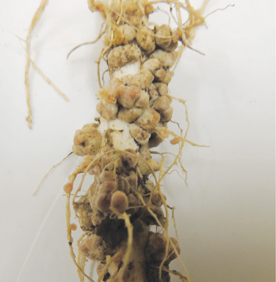 Photo of a legume plant root showing nodules attached to the roots.