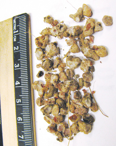 Photo of nodules detached from the roots of a mature legume plant, with a centimeter ruler for scale.