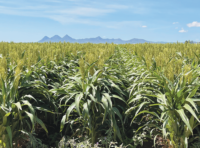 Rows of planted sorghum stretching across the field, with mountains and a distant skyline visible in the background.