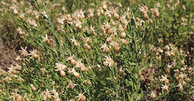 Photograph of Russian knapweed.