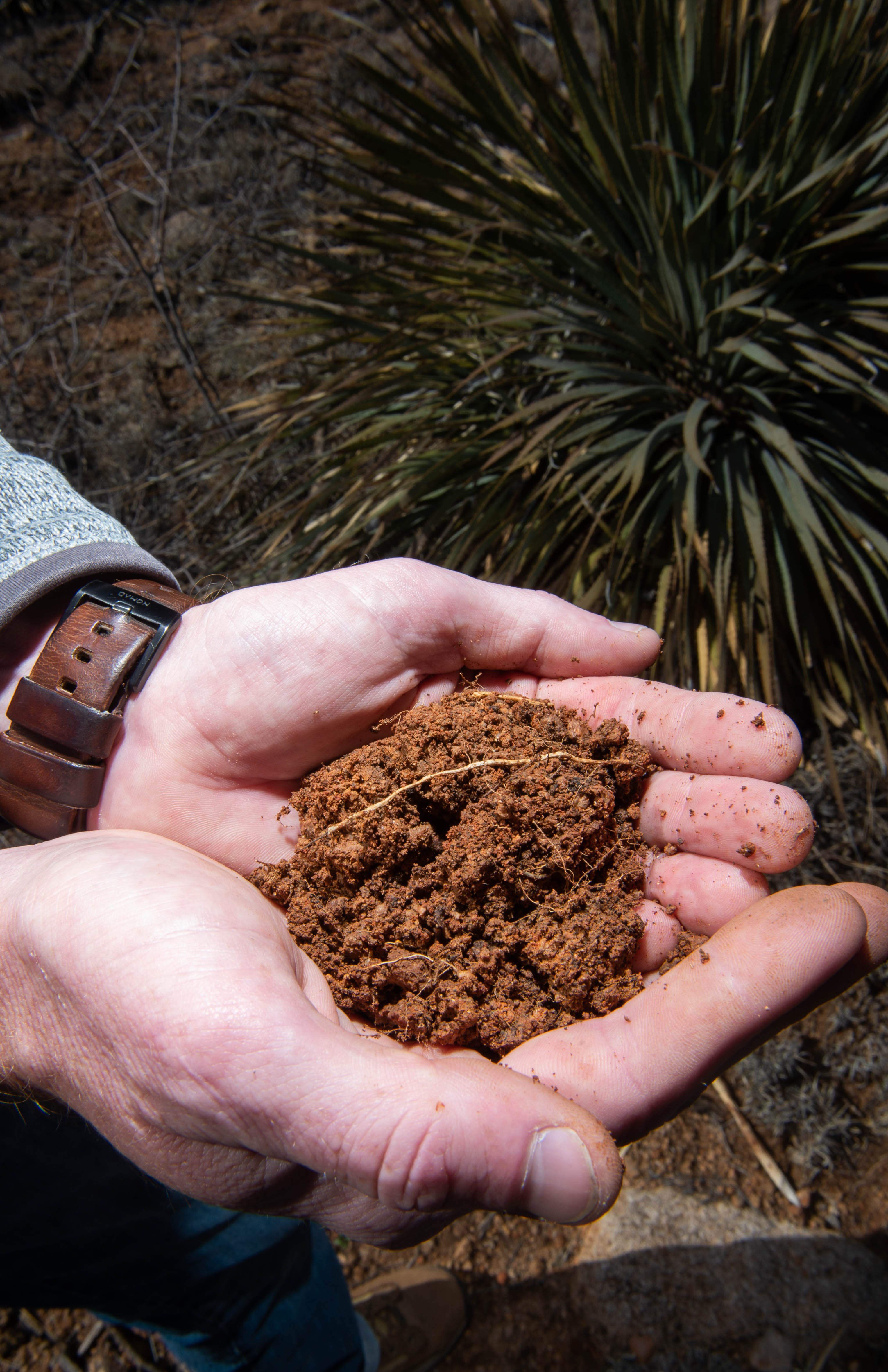 Cupped hands holding reddish-brown soil with small roots in front of a spiky green plant.