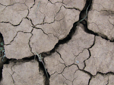 Fig. 2: Soils in New Mexico typically have low organic matter contents and can be prone to degradation, such as cracking and crusting.