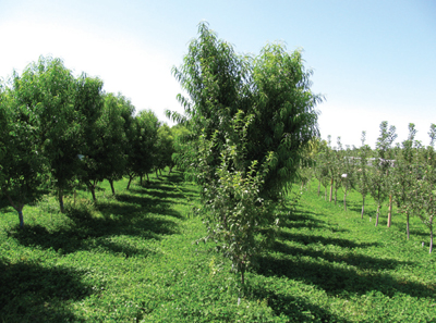 Fig. 4: A cover crop grown between orchard rows.