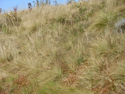 Photo of CRP land in weeping lovegrass. 