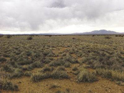 Photo of CRP land in native grasses. 