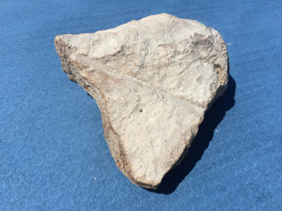 Photo of caliche rock fragment from Tularosa, NM