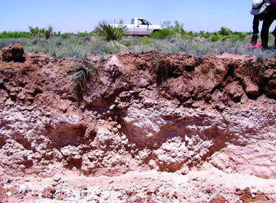 Photo of moderately indurated caliche layer found in Lea County, NM. 