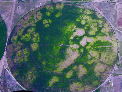  Photograph of a center pivot-irrigated field showing varying levels of green, yellow, and no growth due to a combination of high pH and depth to petrocalcic horizon. 