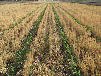 Photograph of corn strip-tilled into winter wheat stubble.