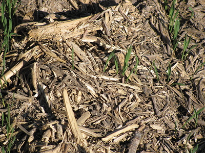 Photograph of no-tillage winter wheat drilled after corn silage harvest.