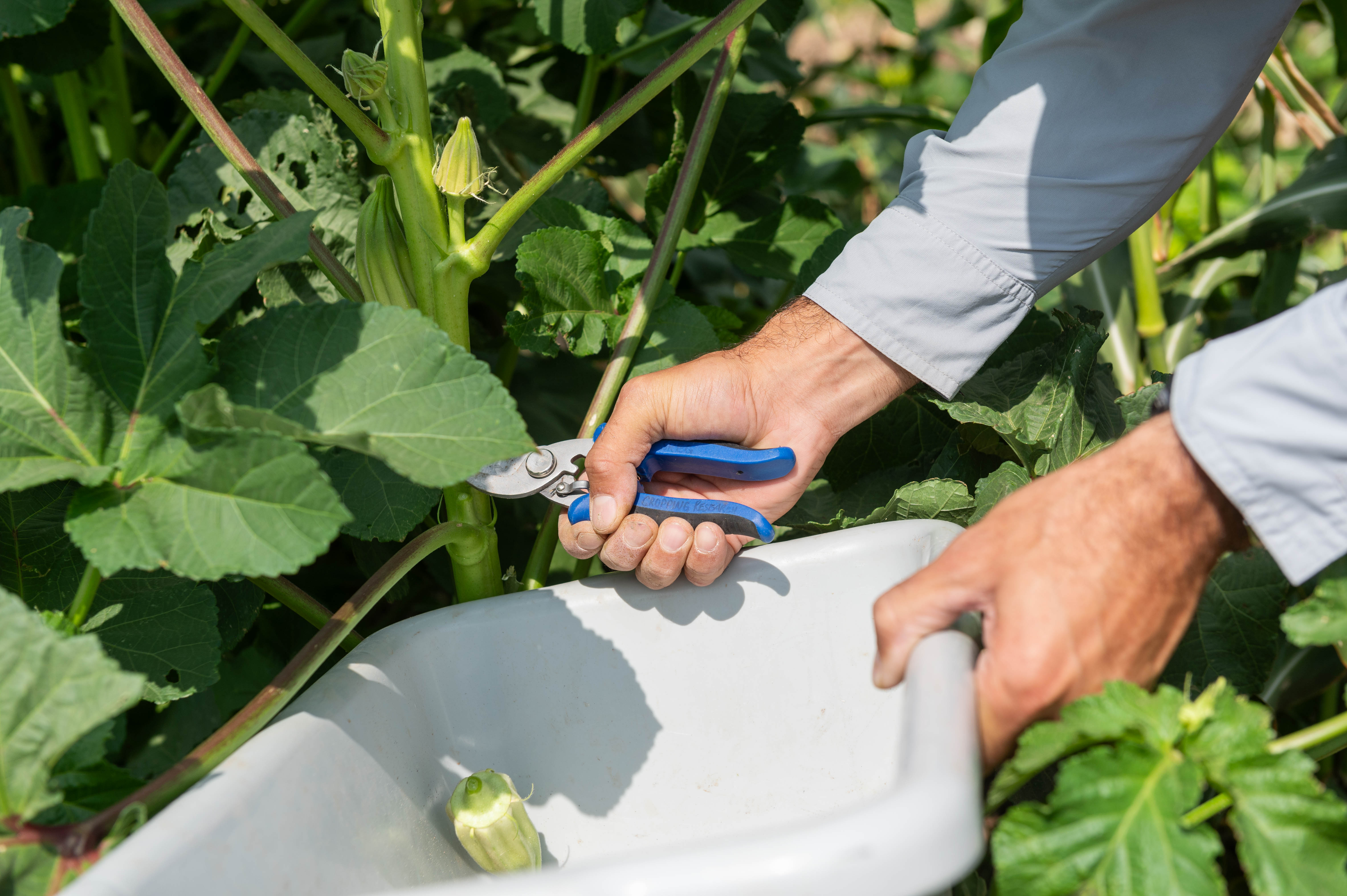 A person using pruning cutters to take cuttings from a healthy green plant.