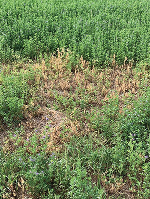 Figure 01: Photograph of brown alfalfa plants among a stand of green alfalfa.
