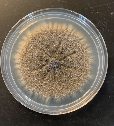 Figure 02: Photograph showing Phymatotrichopsis omnivore being cultured in a Petri dish.