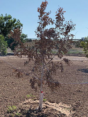 Figure 03: Photograph of a small tree with brown leaves.