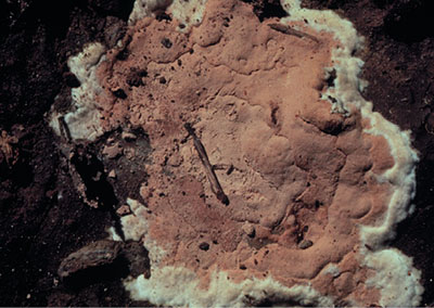 Figure 06: Photograph of a brown and white spore mat on soil.