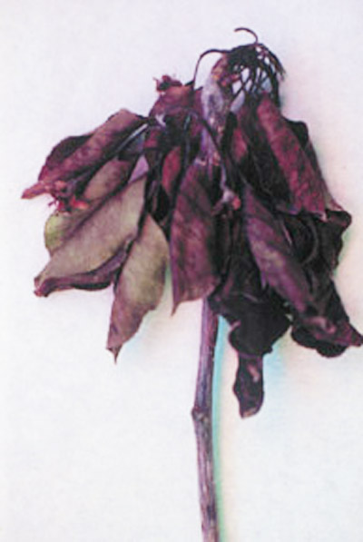 Fig. 1 Fire blight causes affected plant part to appear scorched.