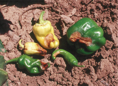 Fig. 1A: Blossom-end rot on peppers.