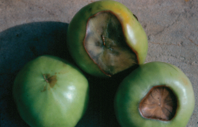 Fig. 1B: Blossom-end rot on tomatoes.