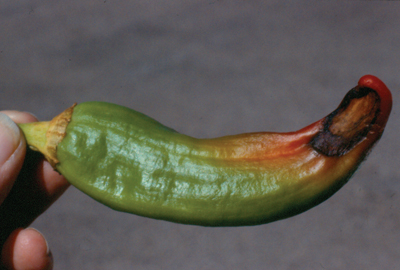 Fig. 2A: Secondary infection in chile pepper after developing blossom-end rot.