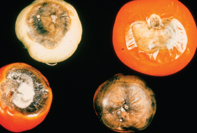 Fig. 2B: Secondary infection in tomatoes after developing blossom-end rot.