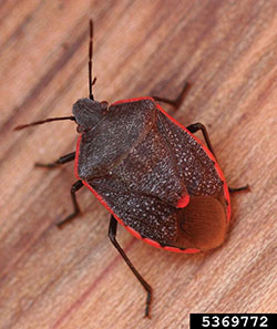 picture of adult Conchuela Stink Bug