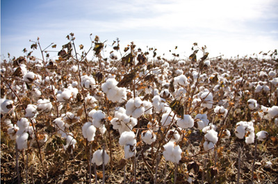 Figure 01: Photograph of a cotton field.