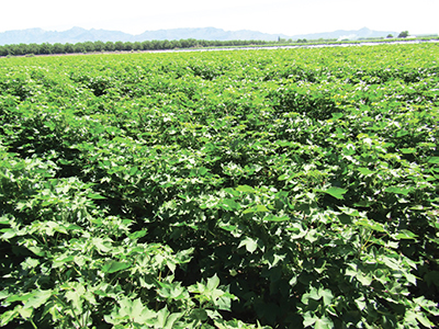 Photograph of a cotton field with plants in the vegetative growing stage.
