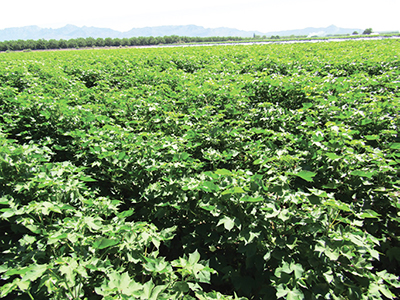 Harvest Aid Chemicals for New Mexico Cotton