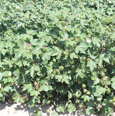 Photograph of cotton plants in the active boll-forming stage.