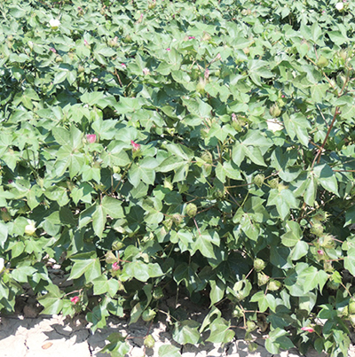 Cotton Blooming, PGR Rainfast Timing