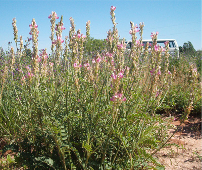 Fig. 1: Photograph of a sainfoin stand in bloom. 