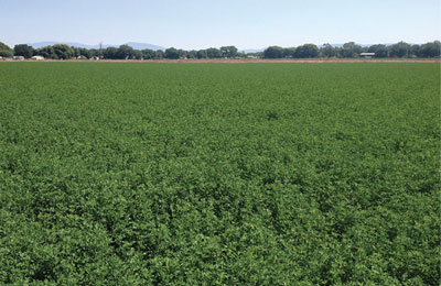 Photograph of a weed-free field of alfalfa near Los Lunas, NM.